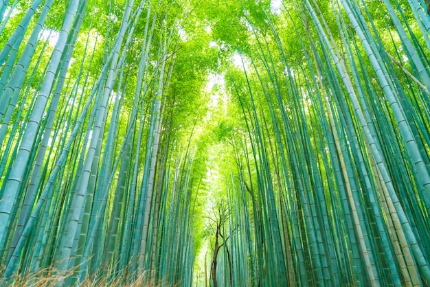 Camino al bosque de bambú en Arashiyama en Kyoto.