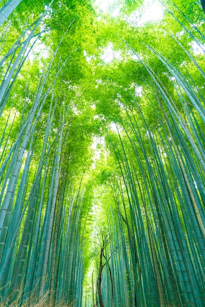 Camino al bosque de bambú en Arashiyama en Kyoto.