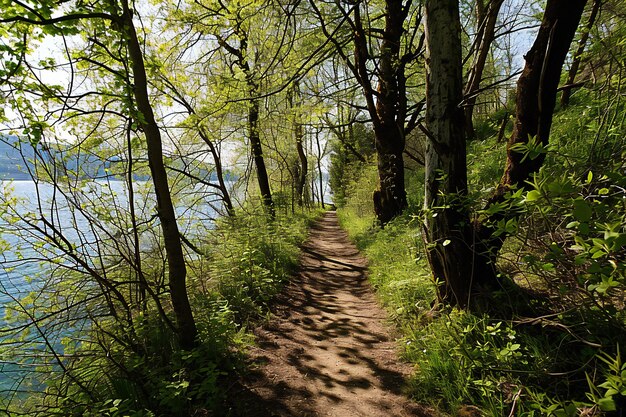 Foto camino al lago en el bosque de primavera paisaje natural de rusia