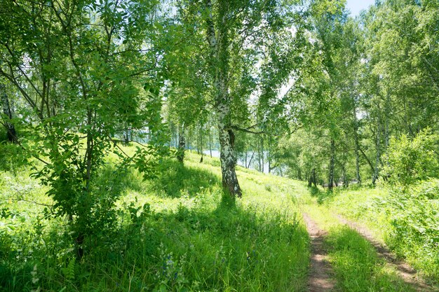 Camino al lago en el bosque verde