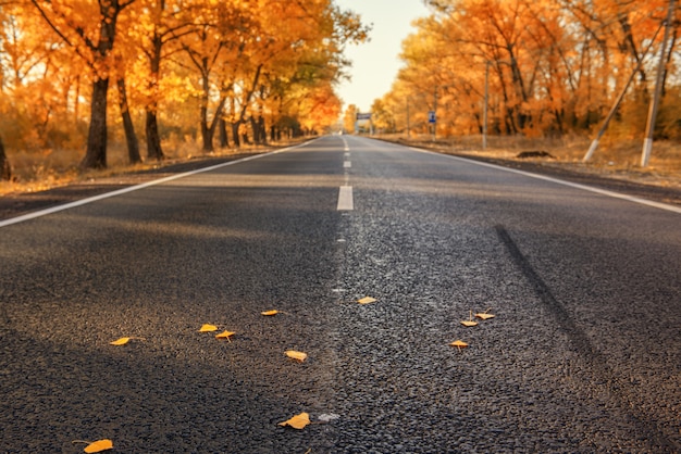 Camino al otoño