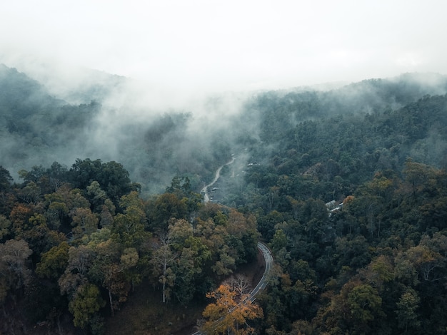 El camino al pueblo en la jungla asiática.