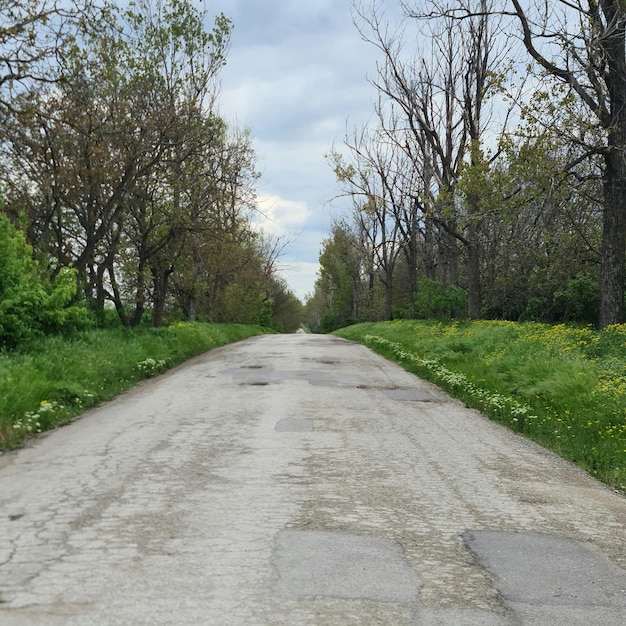 Foto un camino con algunos parches de hierba y algunos árboles.