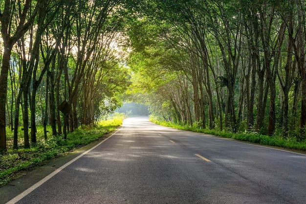 Camino en para árbol de caucho, plantación de caucho de látex y jardín de caucho de árboles en el sur de Tailandia