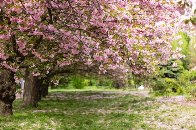 Foto un camino con un árbol con flores rosas en él