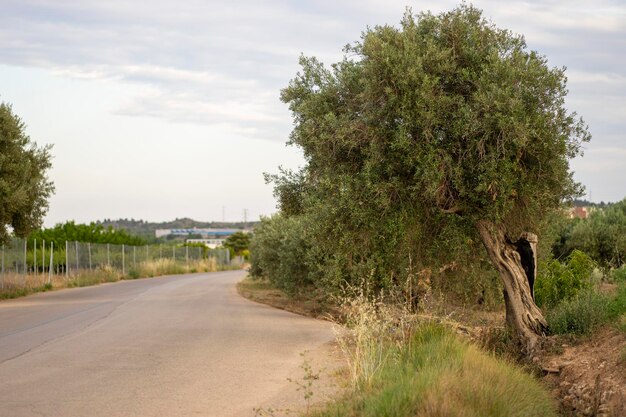 Un camino con un árbol y un puente al fondo.