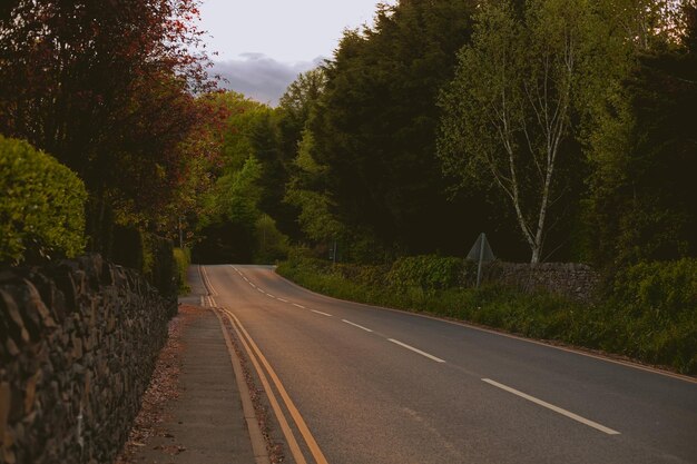 Camino entre los árboles al atardecer