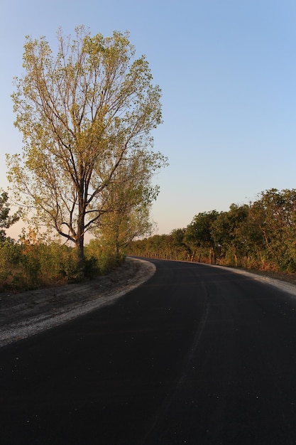 Un camino con árboles al costado.