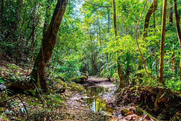 Camino entre los árboles en el bosque con arroyo