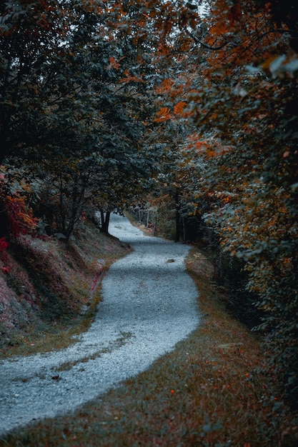 camino en los árboles del bosque con hojas marrones en la temporada de otoño