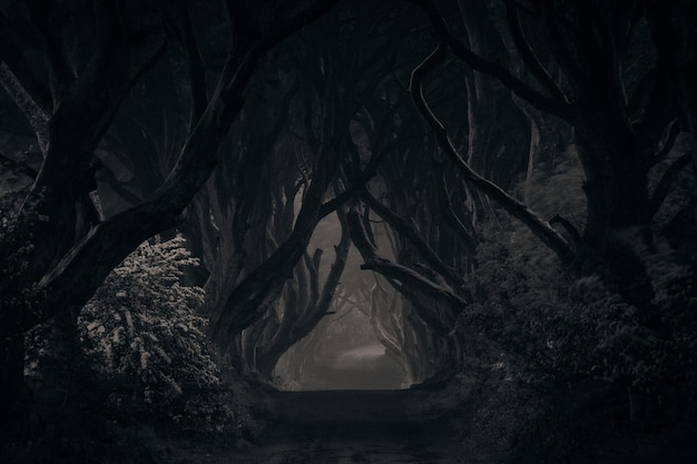 Camino entre los árboles en el bosque por la noche