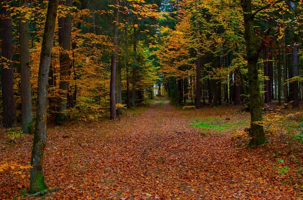 Camino entre los árboles en el bosque durante el otoño