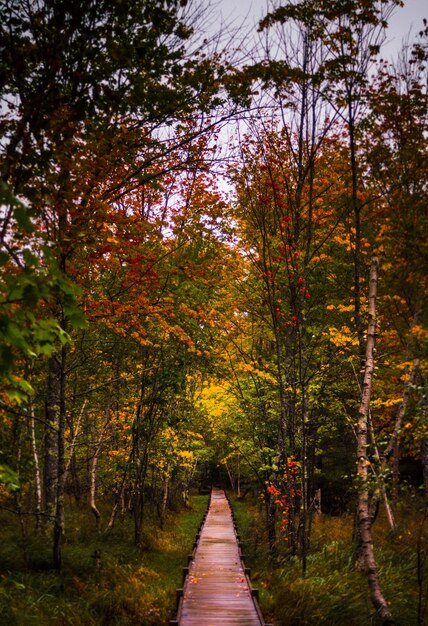 Foto camino entre árboles en el bosque durante el otoño