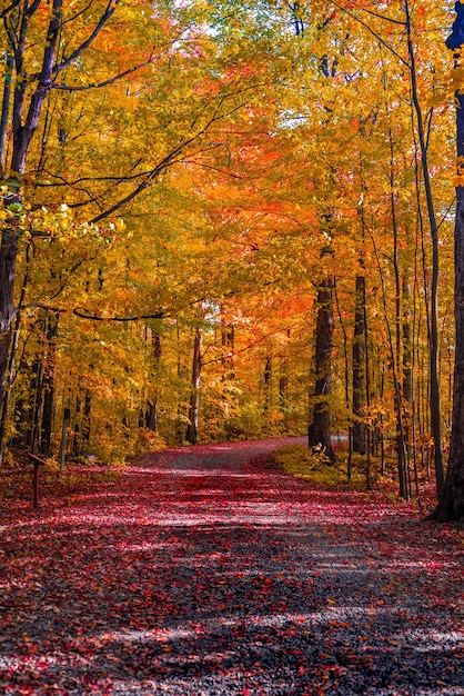 Foto camino entre los árboles en el bosque durante el otoño