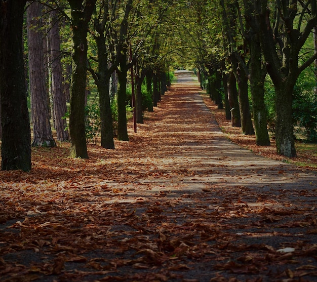 Camino entre árboles en el bosque durante el otoño