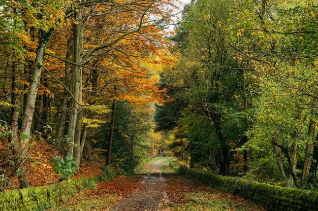 Camino entre árboles en el bosque durante el otoño