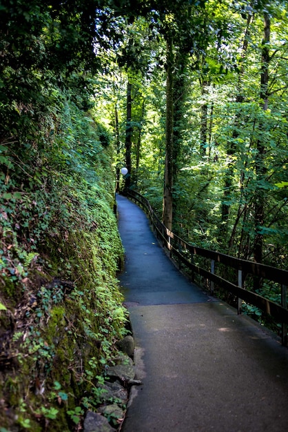 Foto camino entre árboles en el bosque