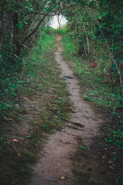 Foto camino entre árboles en el bosque