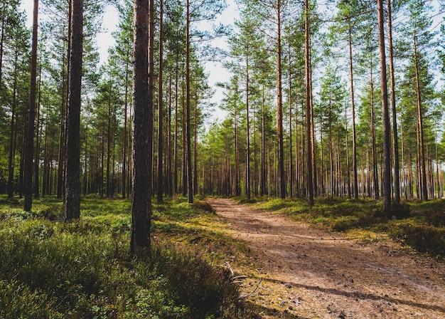 Foto camino entre los árboles en el bosque