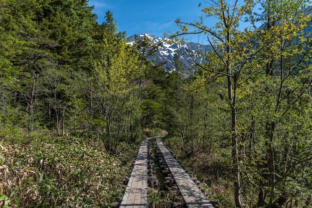 Camino entre árboles en el bosque