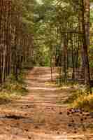 Foto camino entre árboles en el bosque