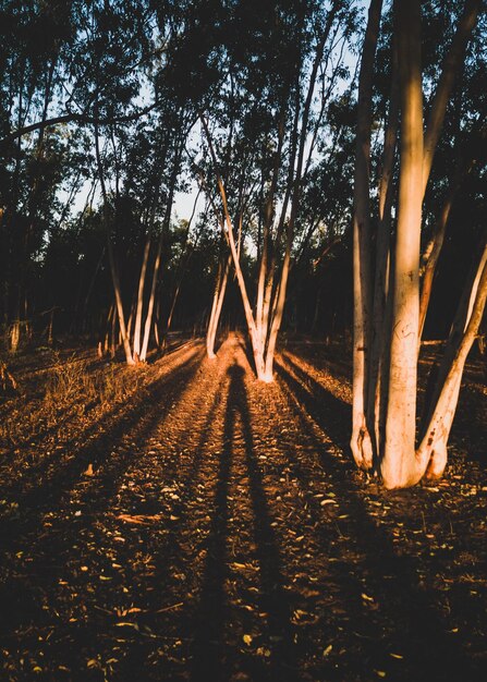 Camino entre árboles en el bosque