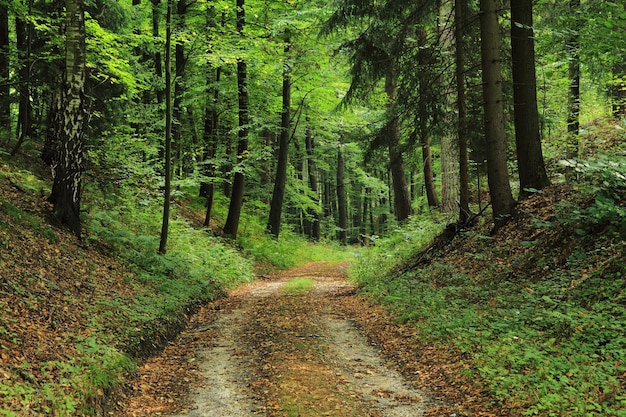 Foto camino entre árboles en el bosque