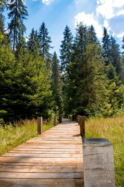 Foto camino entre árboles en el bosque