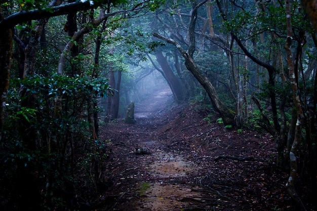 Camino entre árboles en el bosque