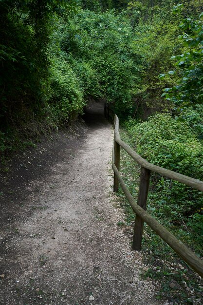 Foto camino entre árboles en el bosque