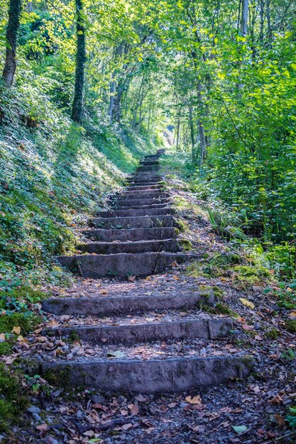 Foto camino entre árboles en el bosque