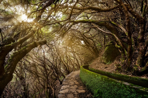 Camino entre árboles en el bosque