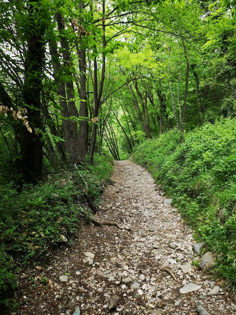 Foto camino entre árboles en el bosque