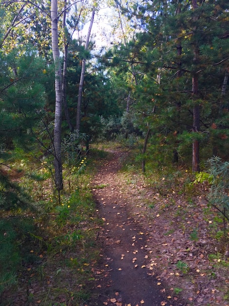 Foto camino entre árboles en el bosque