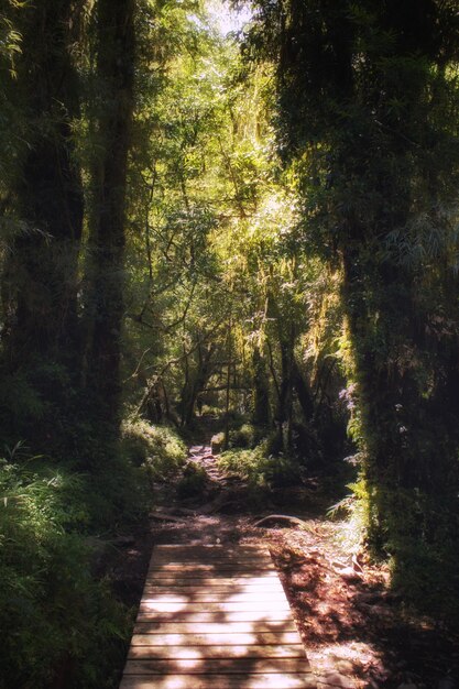 Foto camino entre árboles en el bosque