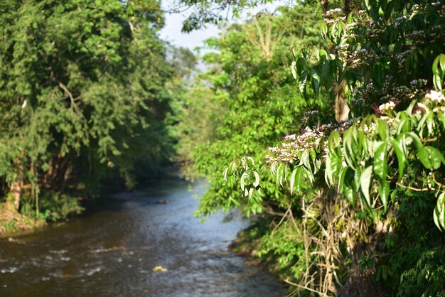 Foto camino entre árboles en el bosque