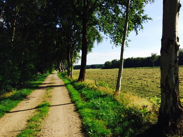 Foto camino por los árboles en el campo