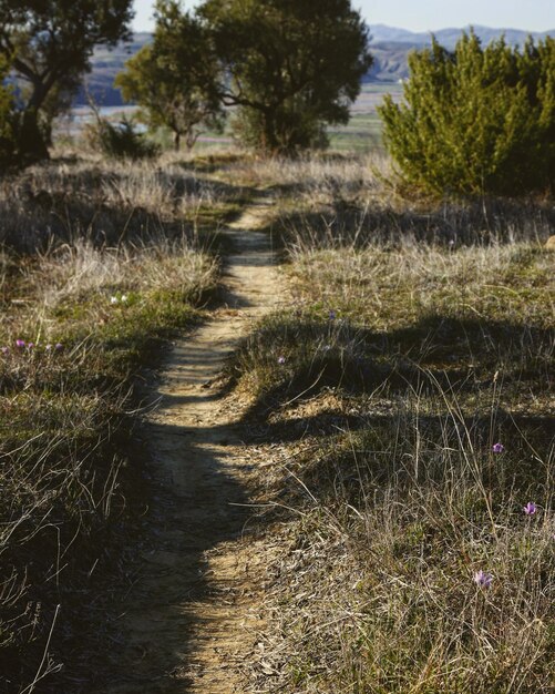 Foto camino entre los árboles en el campo