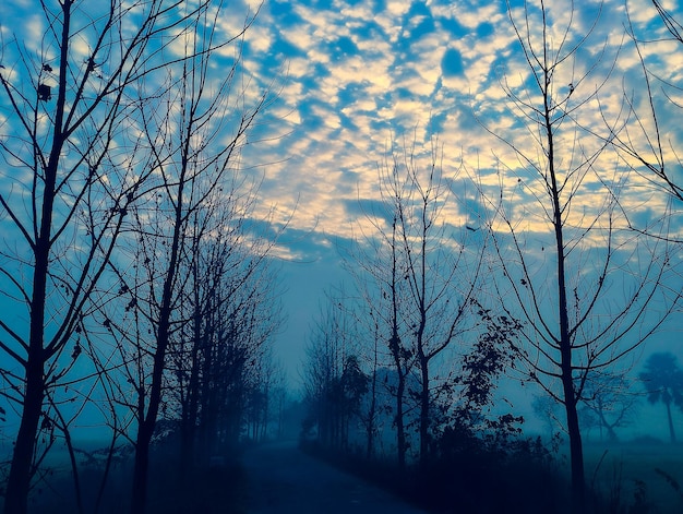 Un camino con árboles y un cielo nublado.