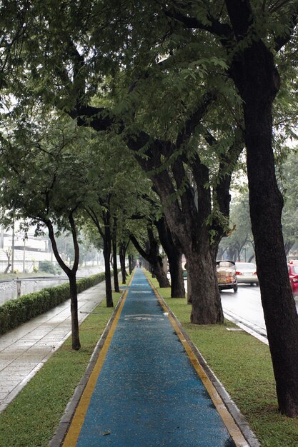 Camino entre árboles en la ciudad