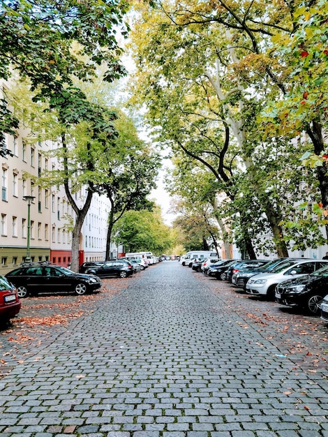 Camino entre árboles en la ciudad