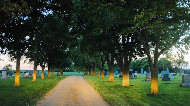 Camino entre árboles contra el cielo