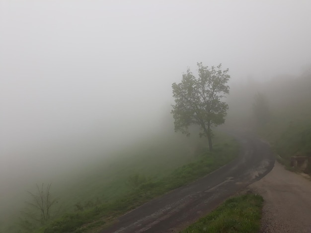 Foto camino por los árboles contra el cielo