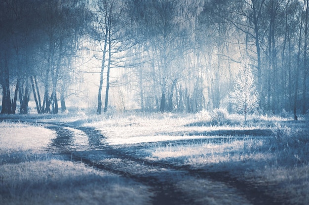 Camino con árboles cubiertos de escarcha en el bosque de invierno al amanecer brumoso
