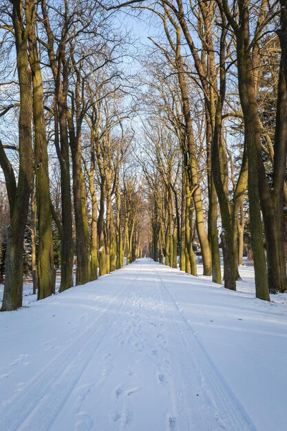 Un camino entre árboles cubiertos de nieve.