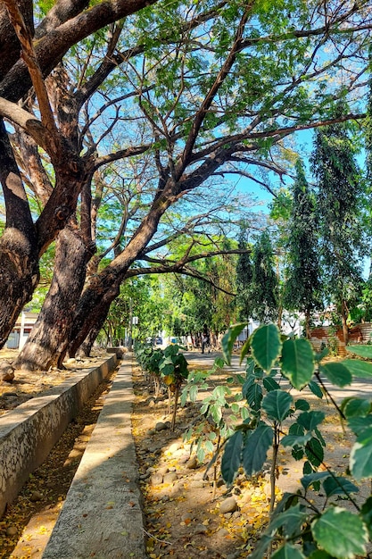 Camino con árboles exuberantes con hojas verdes en el camino