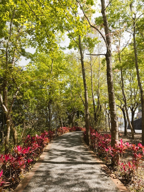 Un camino con árboles y flores.