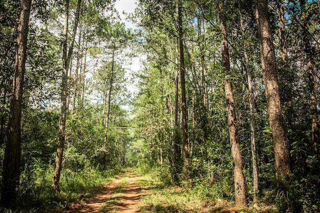 Camino y árboles forestales en el fondo de la naturaleza.