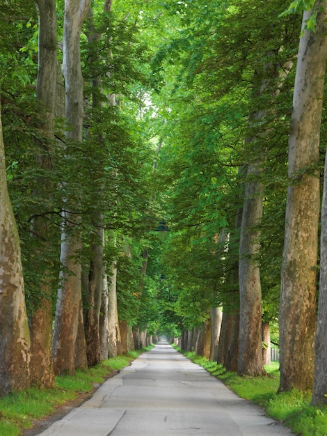 camino con árboles en la fresca mañana de verano en un hermoso callejón