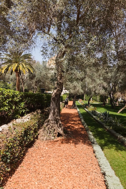 El camino entre los árboles en los jardines Bahai